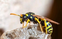 В Германии за убийство осы штрафуют на 50 тыс. евро