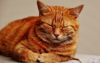 Кембридж: кот спасает студентов от депрессии перед экзаменами