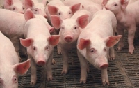 Ученые вывели диетическую породу свиней без сала