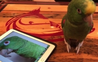 Попугай спел сам с собой на два голоса (видео)