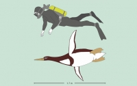 Ученые обнаружили гигантского доисторического пингвина