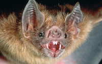 Ученые: бразильские мыши-вампиры могут пить кровь людей