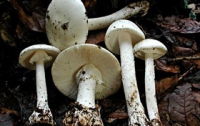 В Запорожье произошло массовое отравление грибами
