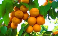 Яркие фрукты помогут абитуриентам при поступлении