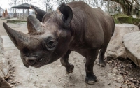 Редкие носороги оказались под угрозой исчезновения из-за цунами в Индонезии