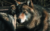 Российские волки растерзали украинских ягнят
