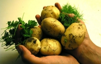 Вся правда о картофельной лихорадке