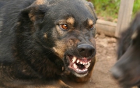 В Святошинском районе стаи агрессивных собак нападают на людей
