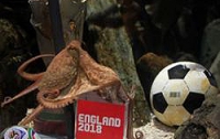Послом заявки Англии на проведение ЧМ-2018 стал Осьминог Пауль