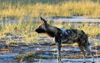 Гиеновидные собаки принимают решение о выходе на охоту с помощью голосования – ученые