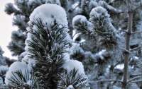 Снег еще вернется в Украину, но уже весной: Синоптики назвали дату