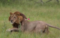 Дикие львицы отрастили гривы и начали вести себя как самцы