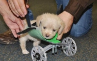 В США для щенка напечатали инвалидную коляску на 3D-принтере