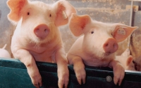 Новая вспышка чумы свиней зафиксирована в Запорожской области