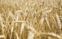 Сбор зерна начнется уже со следующей недели