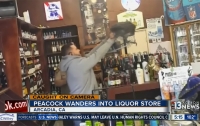Павлин устроил погром в винном магазине (видео)