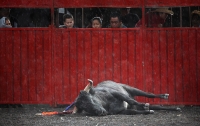 На Балеарских островах запретили убивать быков во время корриды