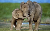Учёные: Слон - самое сочувствующее животное на планете