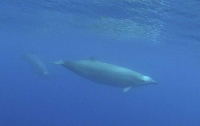 Ученые впервые засняли редчайшего кита Земли (видео)