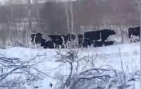 Дикі корови, краще пристосовані до різних умов, мирно живуть собі біля АЕС