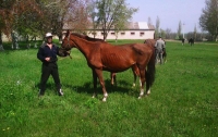 Чиновники не хотят спасать лошадей, которые срочно нуждаются в помощи