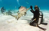 Как дайверы акул приручали (ФОТО)
