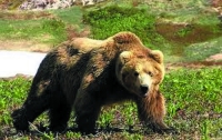 В Одесском зоопарке проснулись медведи