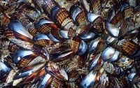 Мидии сварились прямо в море