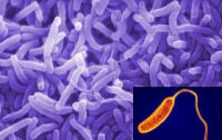 В Мариуполе появляются новые больные холерой 