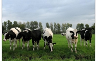 В Англии более недели не было сотовой связи из-за коров