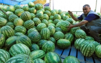 На троещинском рынке в Киеве более 20 тонн арбузов оказались «ничейными»