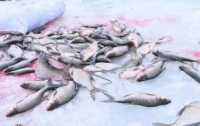 На Киевском водохранилище – угроза массового мора рыбы