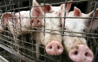 Глава СЭС Украины: заразиться свиным гриппом можно где угодно