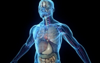 В человеческом теле обнаружили пять ненужных органов