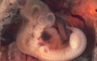 Мумифицированный эмбрион нашли в туалете самолета
