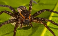 В Австралии обнаружен паук, который ест рыб и жаб