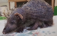 Облысевший от стресса ежик растрогал пользователей сети (видео)
