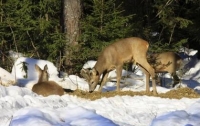 В Закарпатской области лесники подготовили еду для диких животных на зиму
