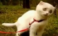 Котенок с драматическим взглядом «порвал» интернет (ВИДЕО)
