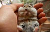 В Гонконге зафиксировали случаи передачи коронавируса от хомяков людям