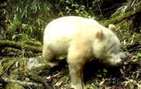 Панда альбинос найдена в Китае