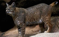 В гости к рысям: редких кошек показывают туристам в горах Словакии