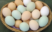 Украинские куры стали больше нести яиц