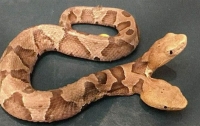 В американской Вирджинии обнаружили ядовитую двухголовую змею