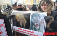 Активисты со свечами объявили бойкот жестокому обращению с животными