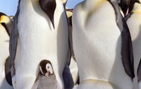  Пингвины греются в толпе по научной методике 