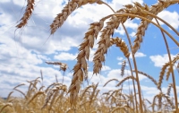 Украинская зерновая ассоциация: у зернотрейдеров закончились финансы