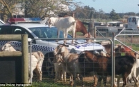 Коз уличили в неуважении к полиции Австралии