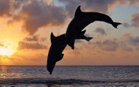 На Одесщине из-за браконьеров продолжают гибнуть дельфины