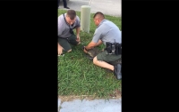 Полиция надела наручники на аллигатора (видео)